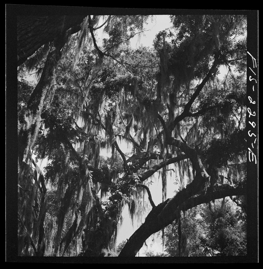 Parris Island, South Carolina. Spanish moss covered trees along the road to the U.S. Marine Corps glider detachment training…