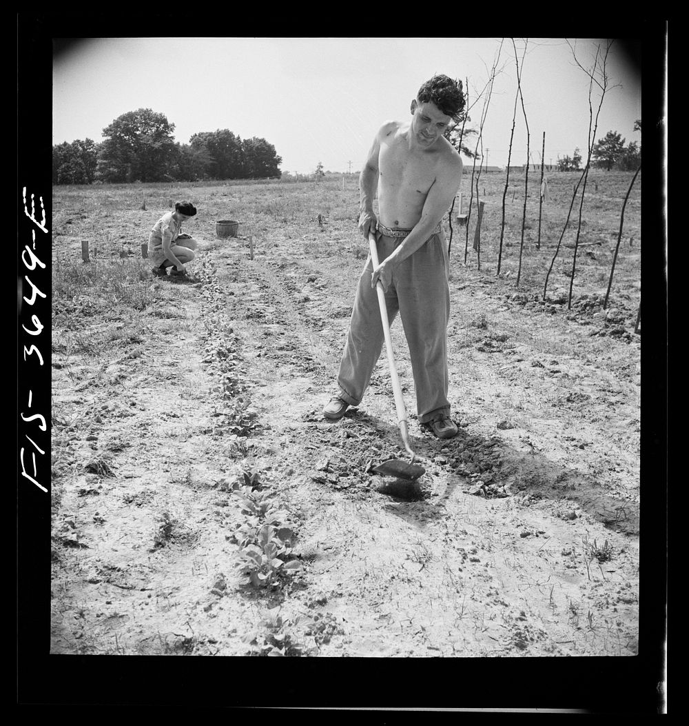 Greenbelt, Maryland. Tenants cultivating their garden plot. Each tenant receives a fifty foot plot. It costs him a dollar to…