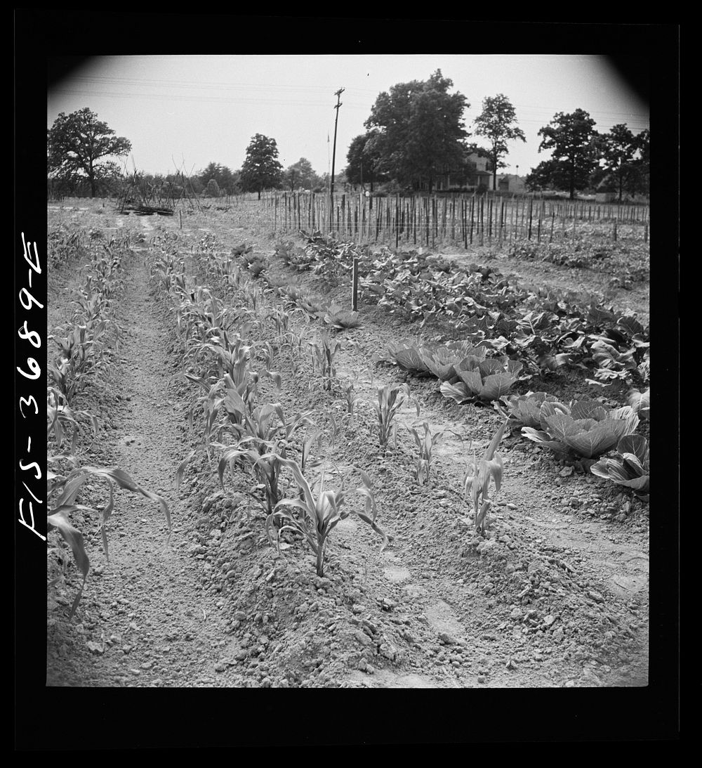 [Untitled photo, possibly related to: Greenbelt, Maryland. Residents working in their garden plot]. Sourced from the Library…
