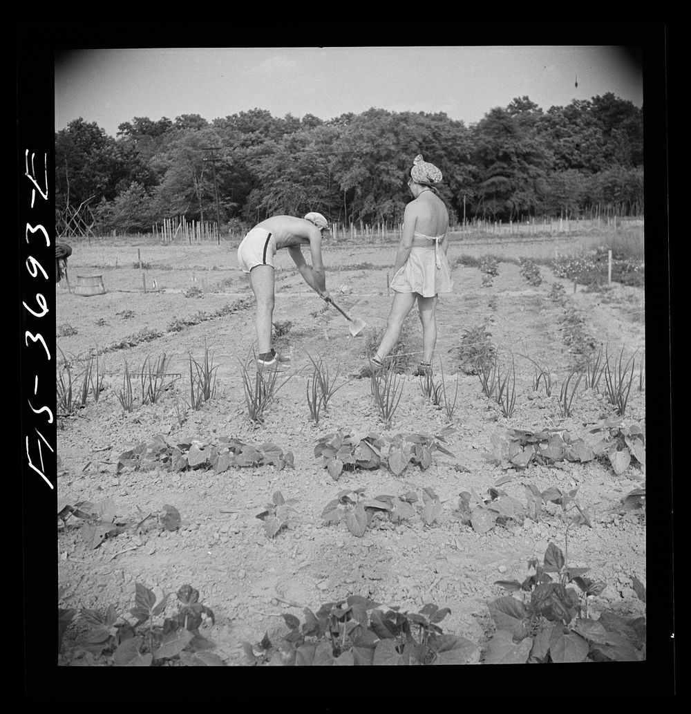 Greenbelt, Maryland. Residents working in their garden plot. Sourced from the Library of Congress.