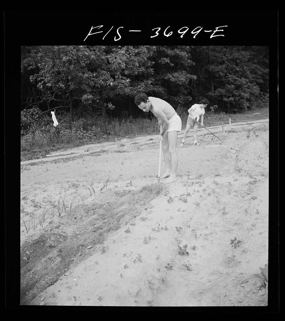 [Untitled photo, possibly related to: Greenbelt, Maryland. Residents working in their garden plot]. Sourced from the Library…