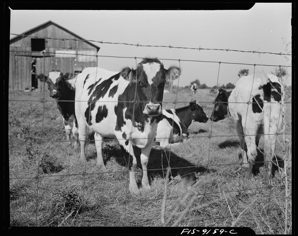 Detroit (vicinity), Michigan. Guernsey cows on a farm. Sourced from the Library of Congress.