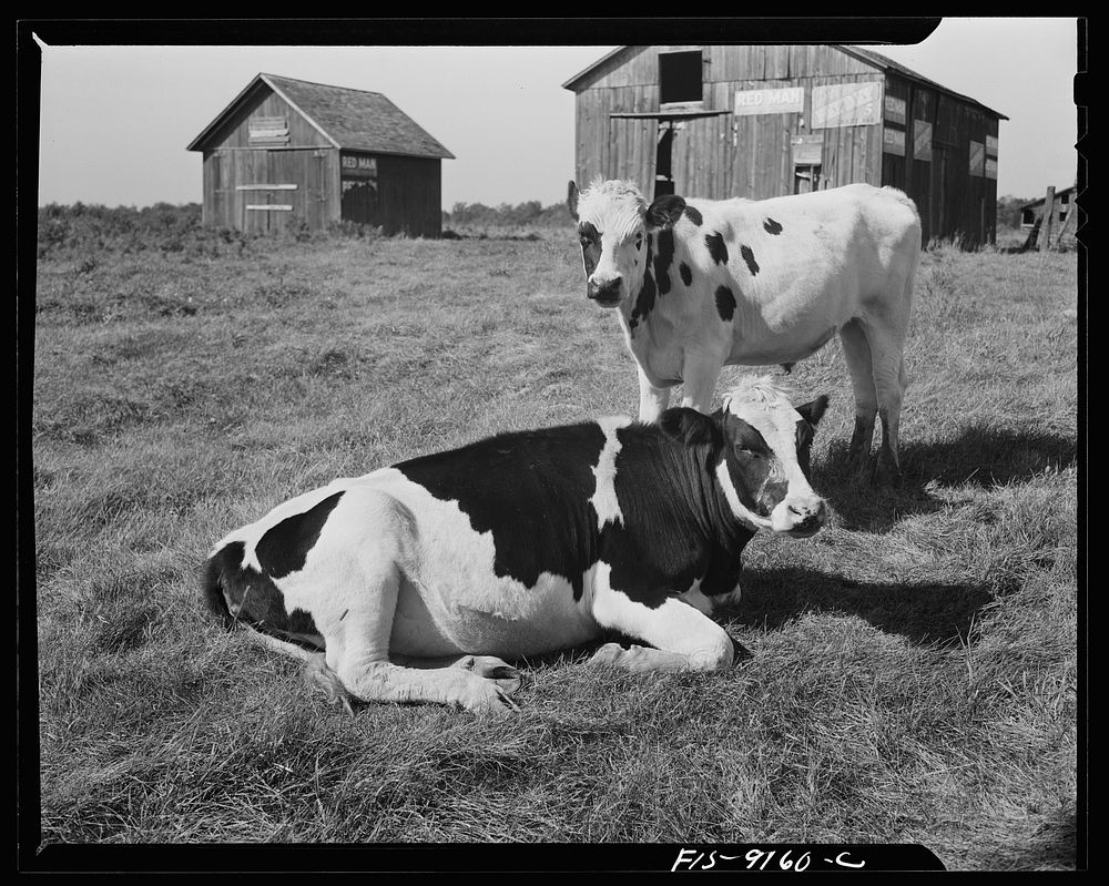 [Untitled photo, possibly related to: Detroit (vicinity), Michigan. Guernsey cows on a farm]. Sourced from the Library of…