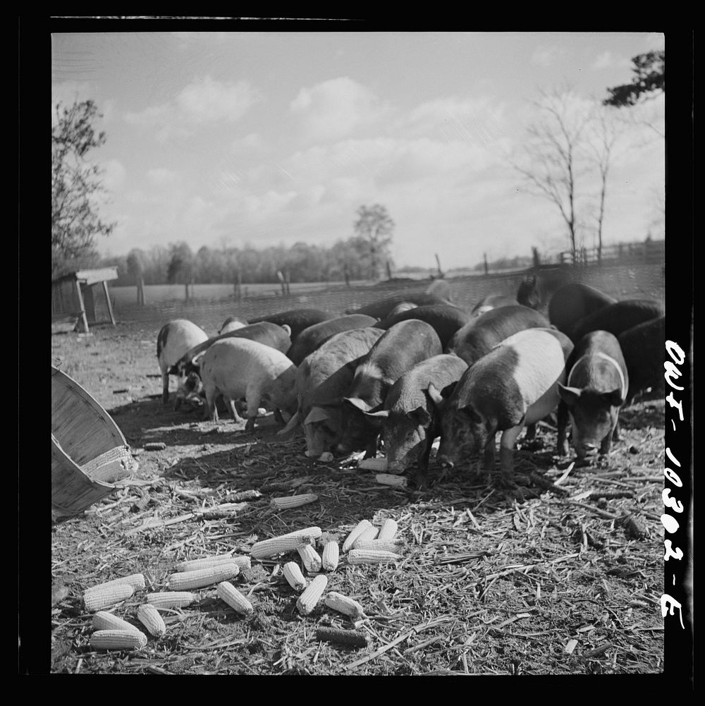 [Untitled photo, possibly related to: Montgomery County, Maryland. Farmers feeding his pigs]. Sourced from the Library of…
