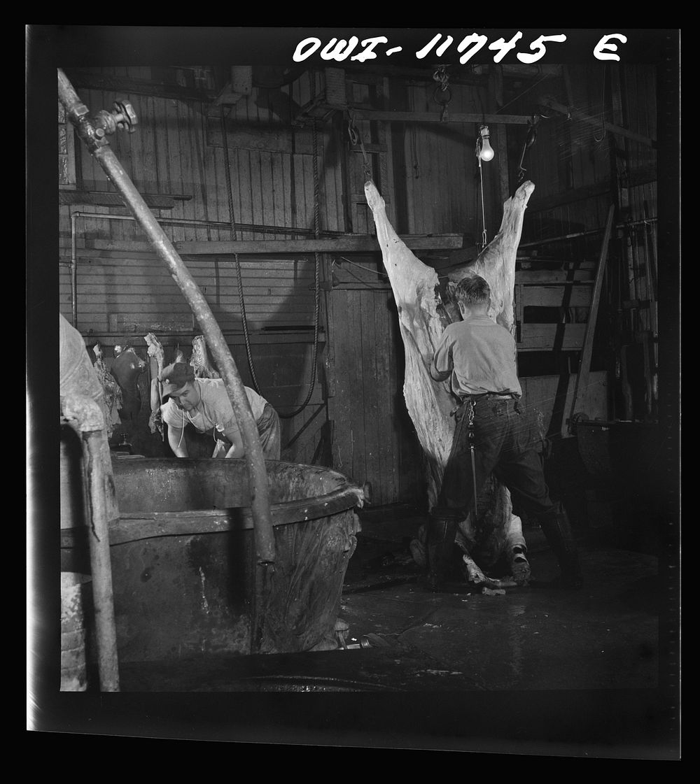 Lititz, Pennsylvania. Butchering a steer in the Lutz slaughterhouse. Sourced from the Library of Congress.