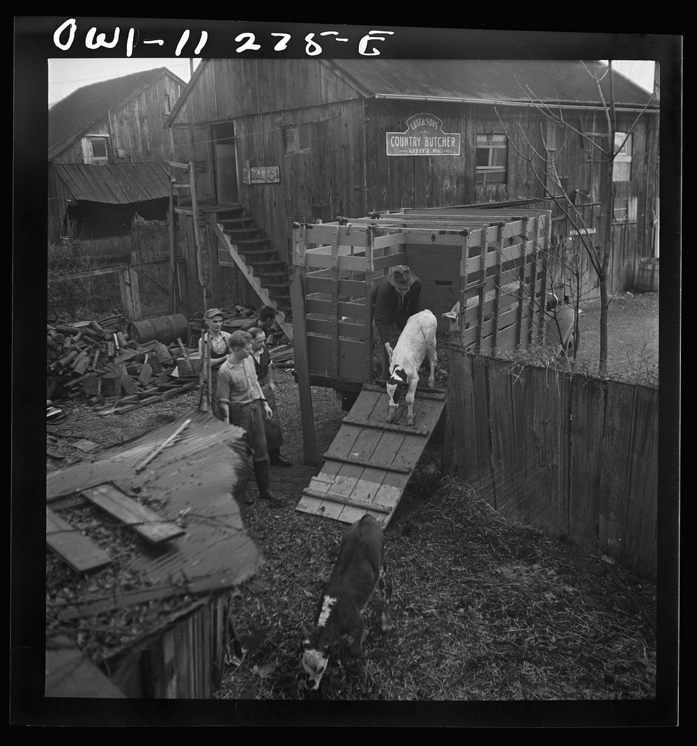 Lititz, Pennsylvania. Unloading calves and pig purchased at the union stockyards in Lancaster at Lutz's slaughterhouse.…