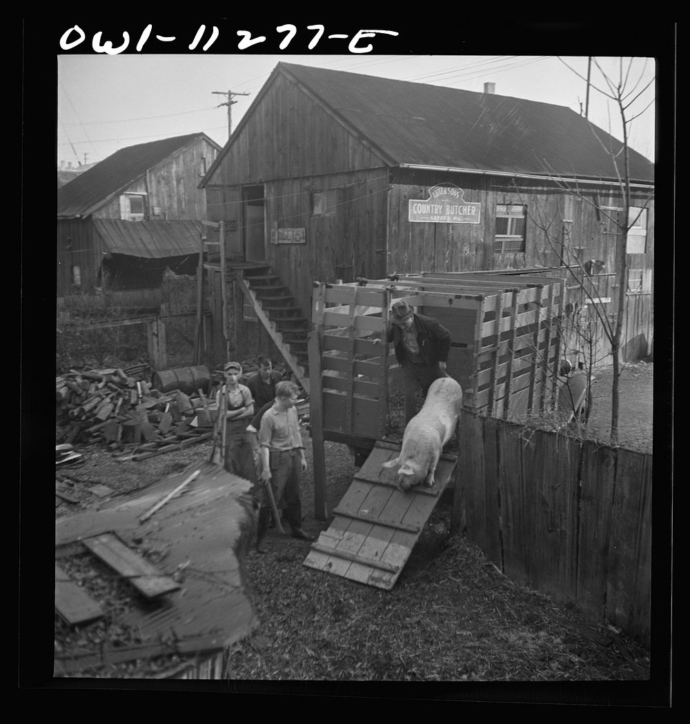 [Untitled photo, possibly related to: Lititz, Pennsylvania. Unloading calves and pig purchased at the union stockyards in…