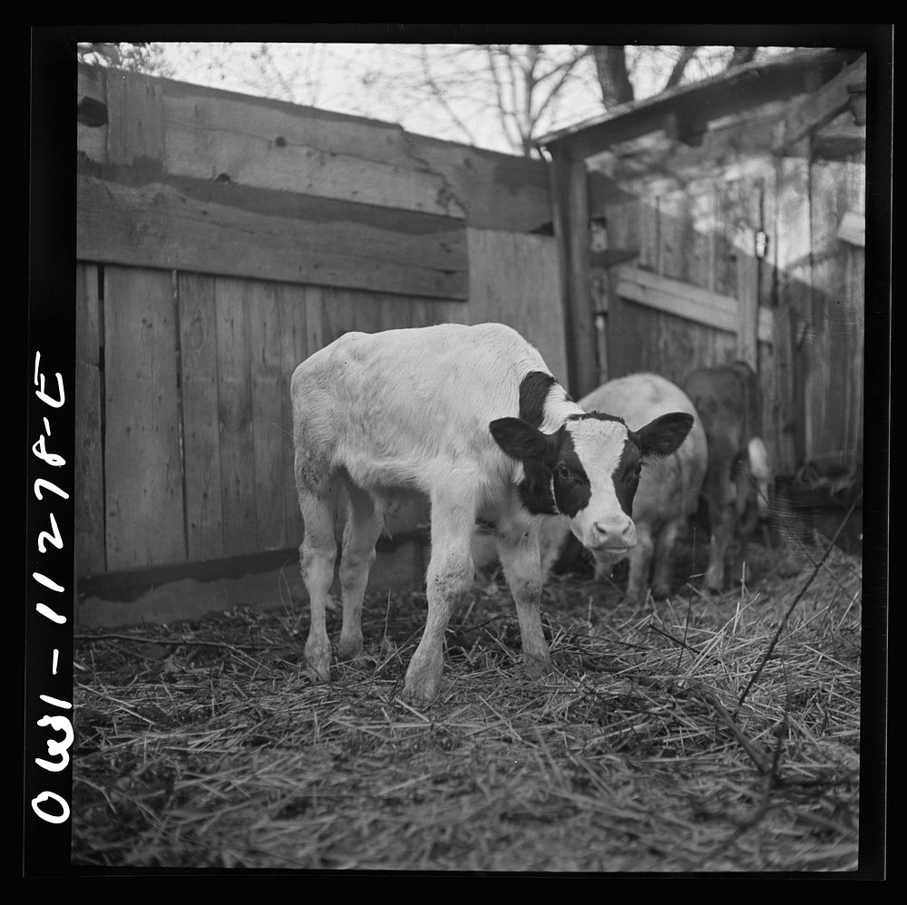 Lititz, Pennsylvania. Calf about to be slaughtered at Lutz's slaughterhouse. Sourced from the Library of Congress.