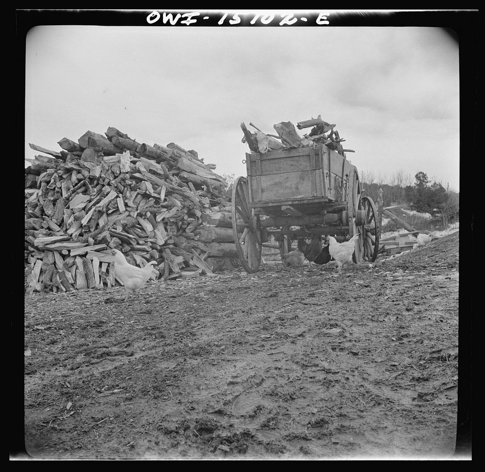 Trampas, New Mexico. Juan Lopez, the majordomo (mayor), and his son arriving home with wood which they have gathered in the…