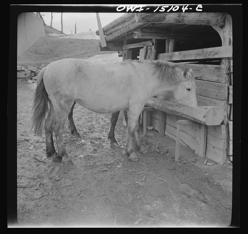 Trampas, New Mexico. The horses belonging to Juan Lopez, the majordomo (mayor), getting an extra portion of oats, after the…