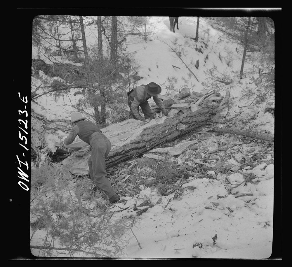 [Untitled photo, possibly related to: Trampas, New Mexico. The United States Forest service marked this dead tree. Juan…