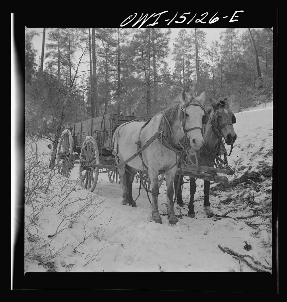Trampas, New Mexico. Team belonging to Juan Lopez, the majordomo (mayor), waiting for him to load the wagon with firewood.…