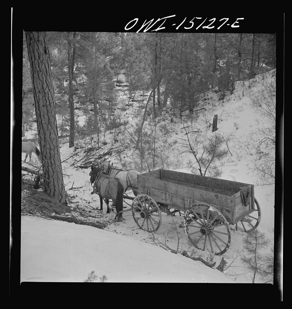 Trampas, New Mexico. Team belonging to Juan Lopez, the majordomo (mayor), waiting for him to load the wagon with firewood.…