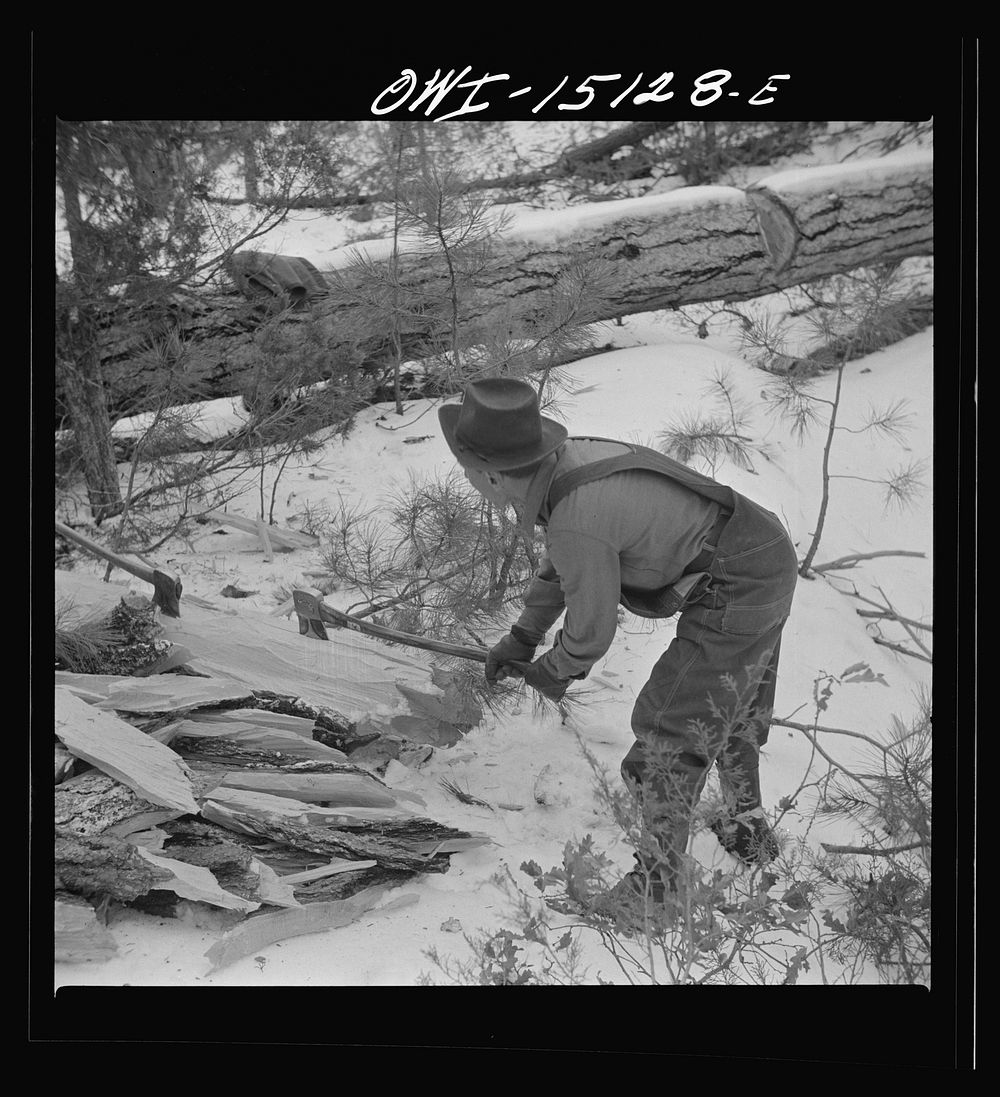 Trampas, New Mexico. The United States Forest service marked this dead tree. Juan Lopez, the majordomo (mayor), and his son…
