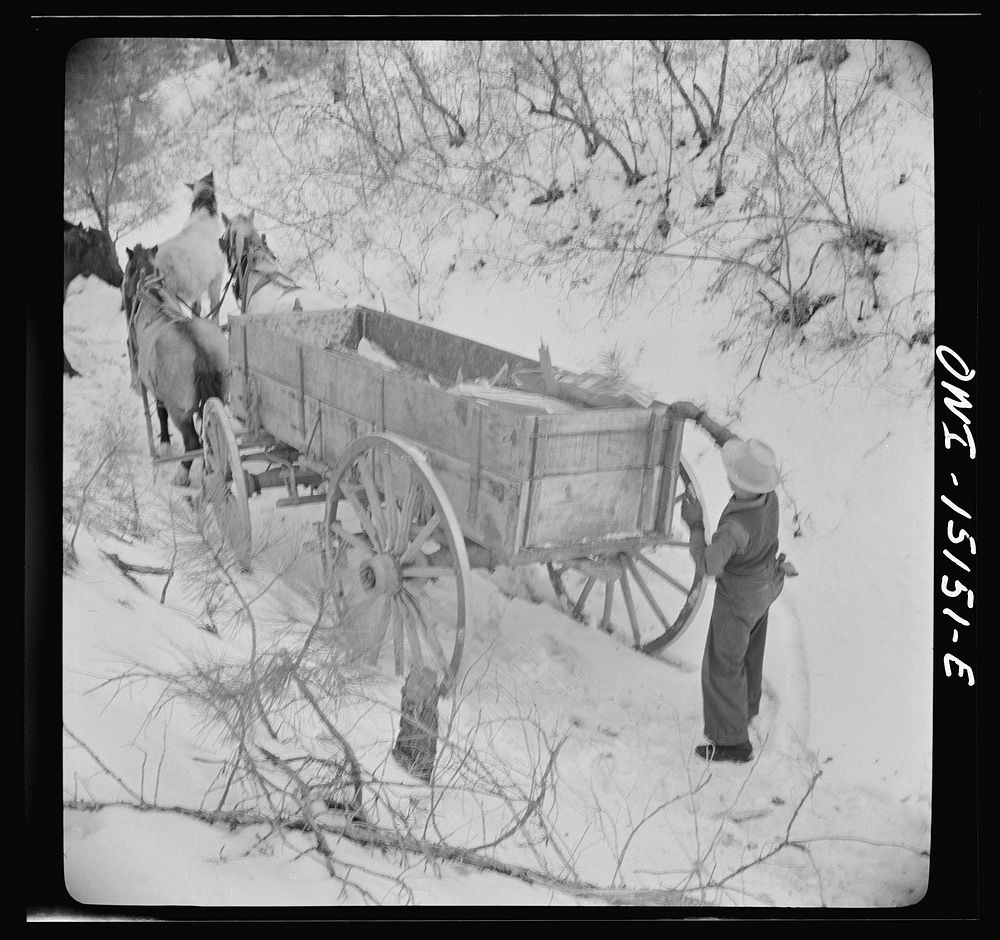 [Untitled photo, possibly related to: Trampas, New Mexico. Loose stock followed Juan Lopez, the majordomo (mayor), and his…