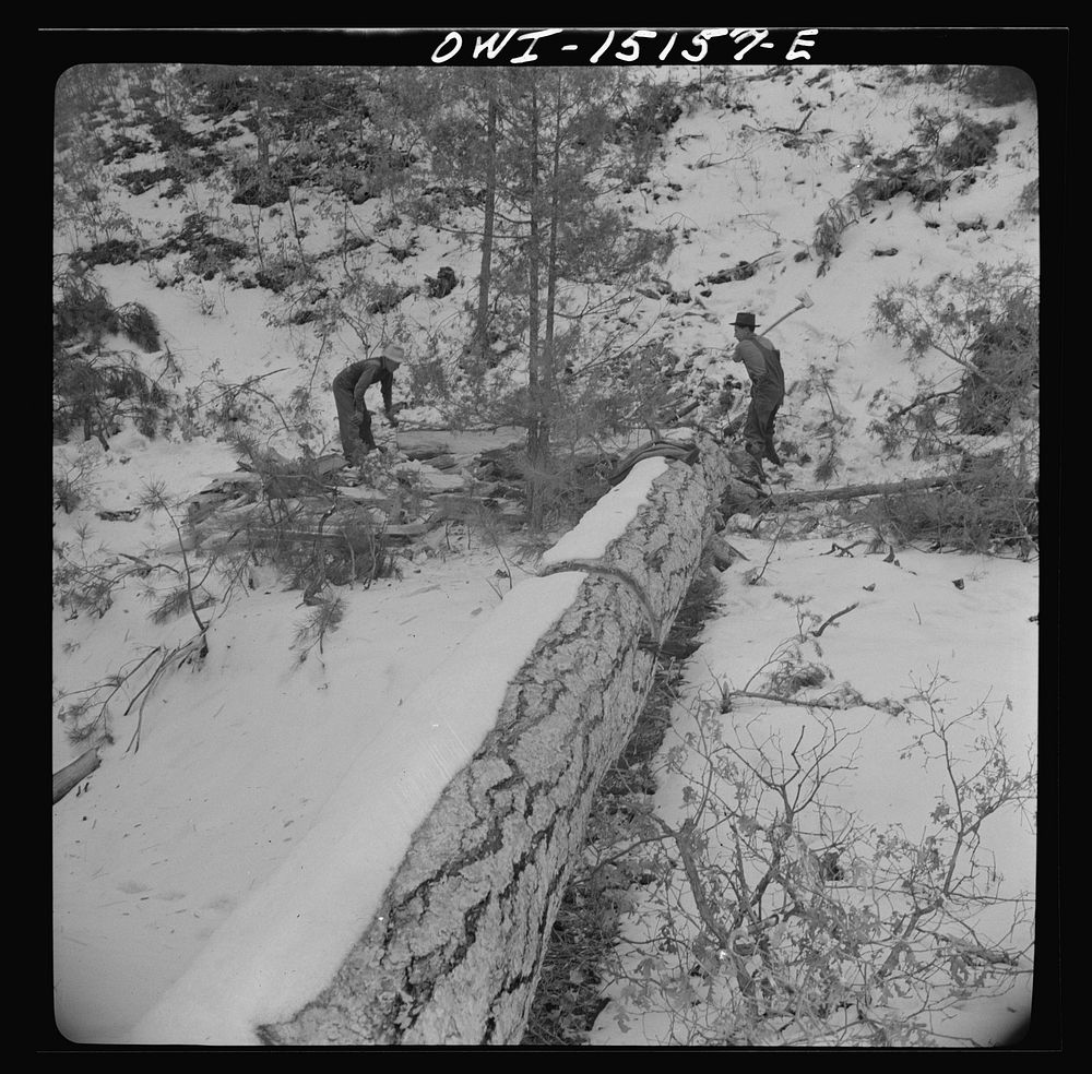 Trampas, New Mexico. The United States Forest service marked this dead tree. Juan Lopez, the majordomo (mayor), and his son…