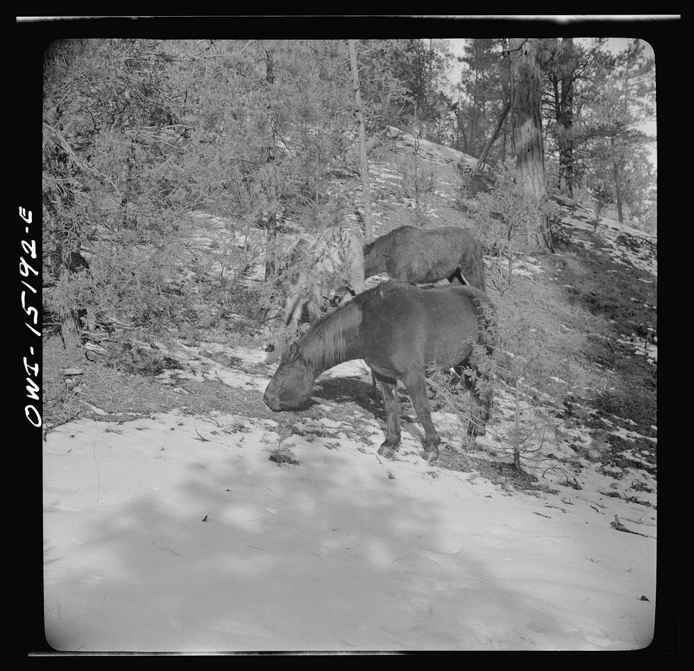 [Untitled photo, possibly related to: Trampas, New Mexico. A colt which followed Juan Lopez, the majordomo (mayor), into the…
