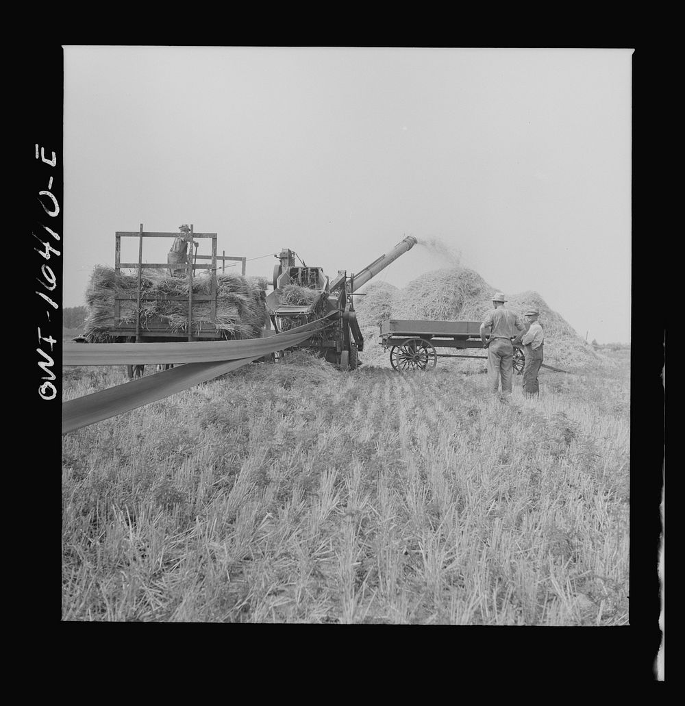 Jackson, Michigan. Threshing machine in operation. Sourced from the Library of Congress.