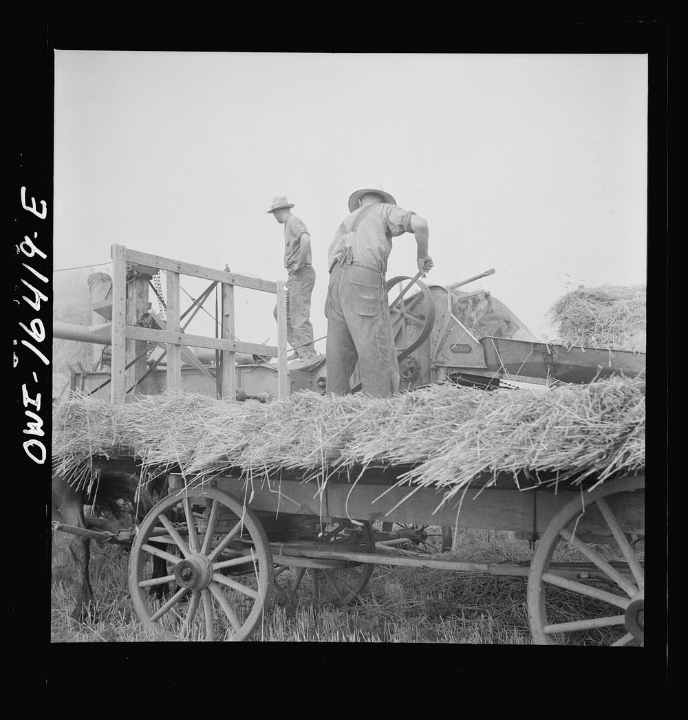 [Untitled photo, possibly related to: Jackson, Michigan. Pitching hay]. Sourced from the Library of Congress.
