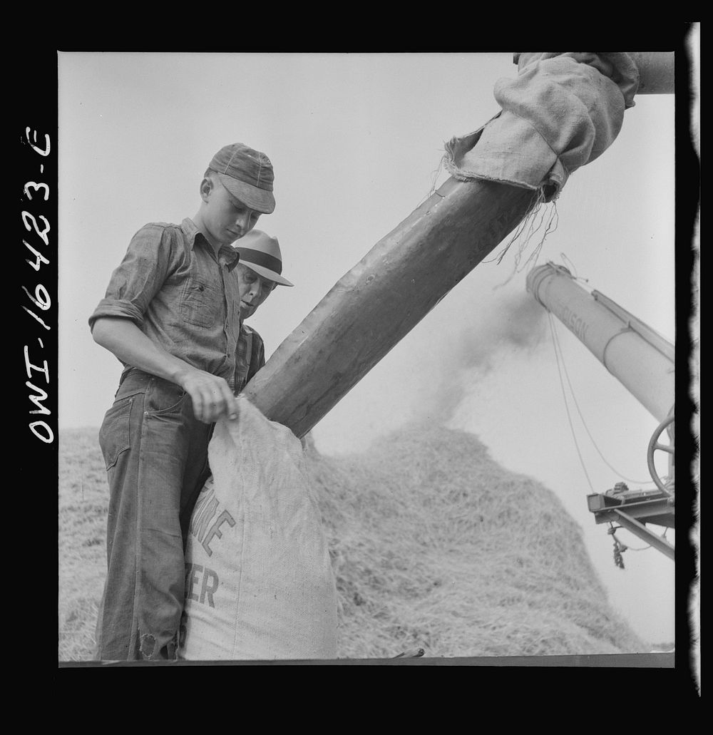 Jackson, Michigan. Bagging the wheat. Sourced from the Library of Congress.
