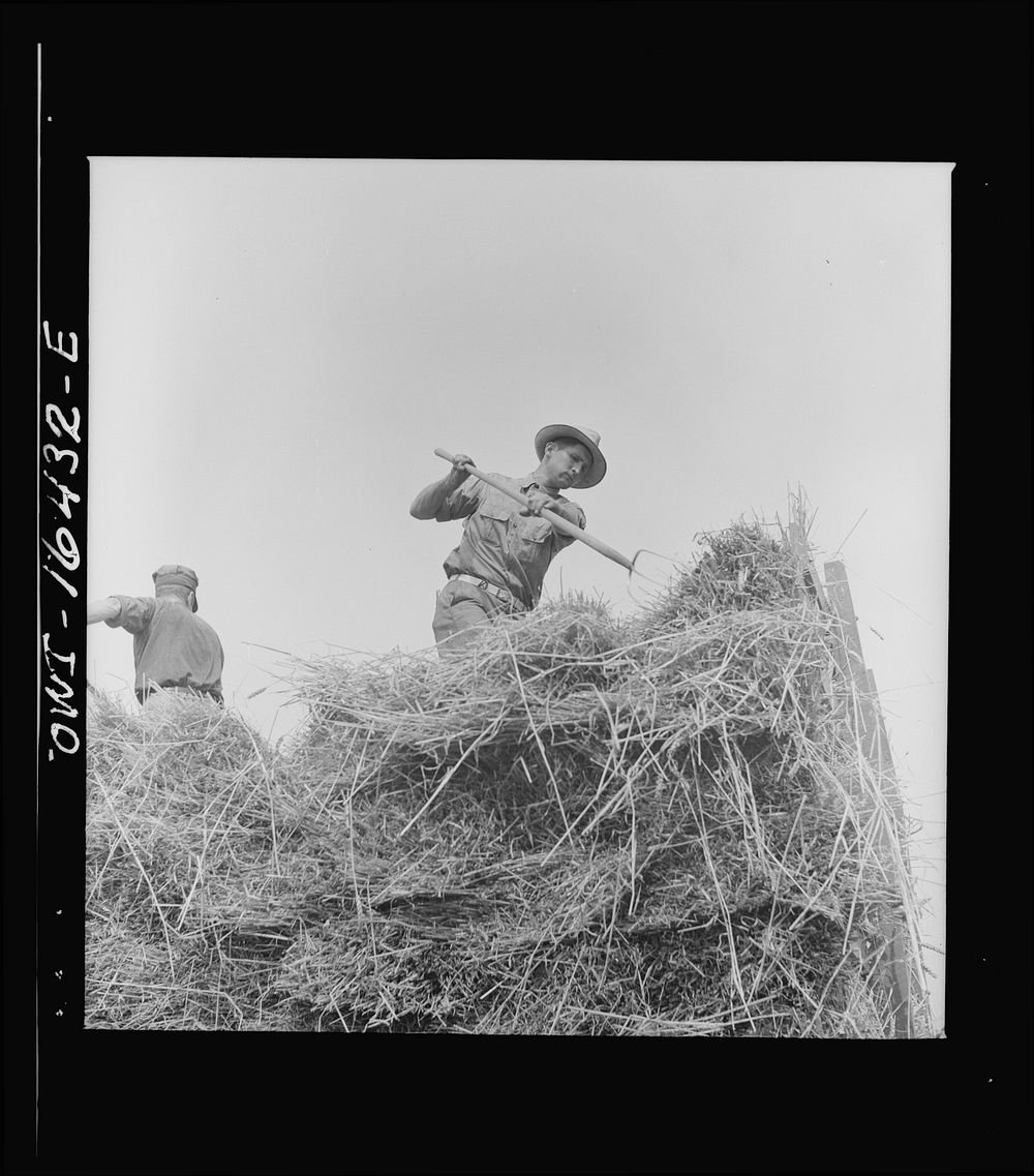 Jackson, Michigan. Pitching hay. Sourced Free Photo rawpixel