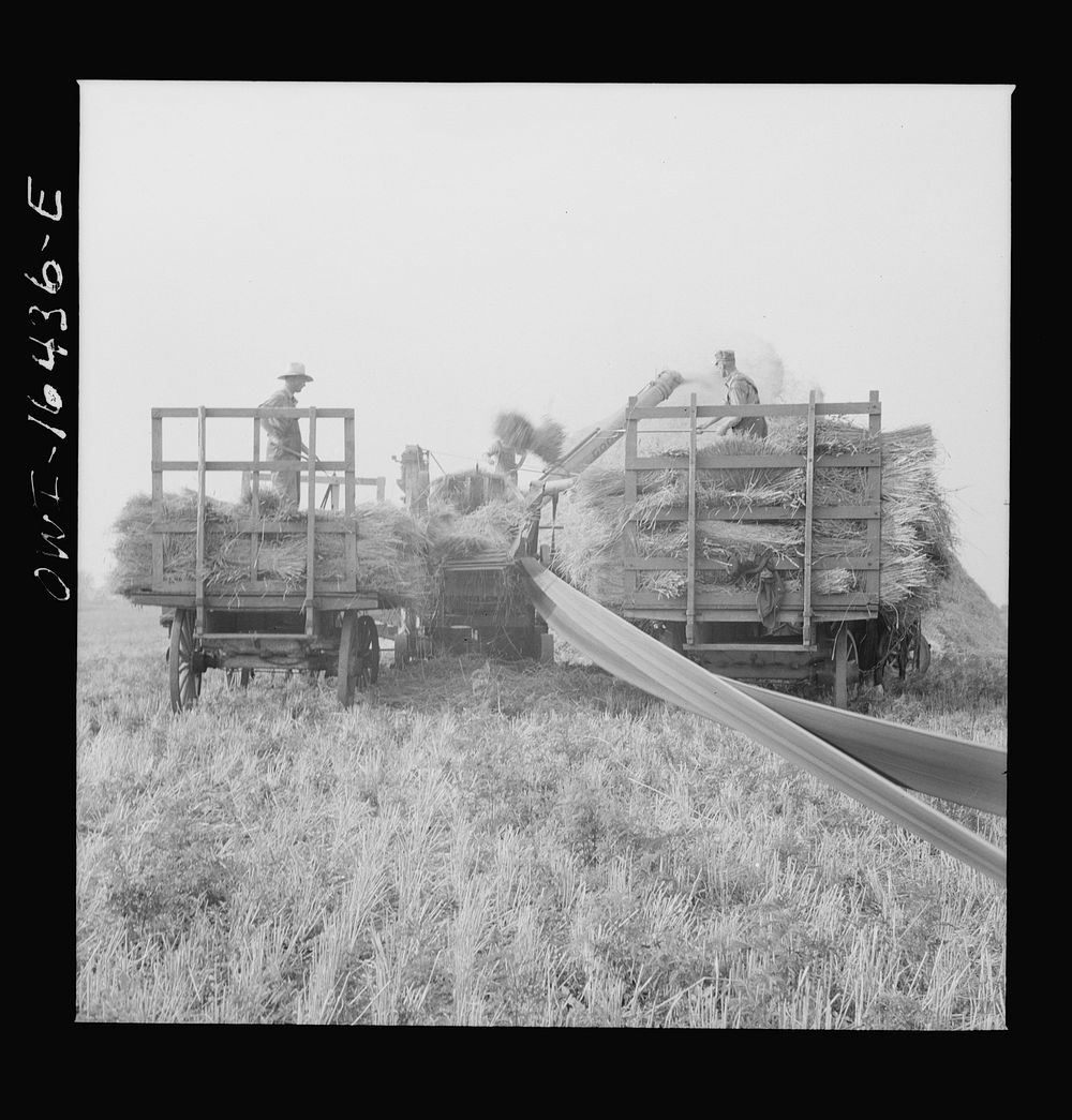 Jackson, Michigan. Threshing wheat. Sourced from the Library of Congress.