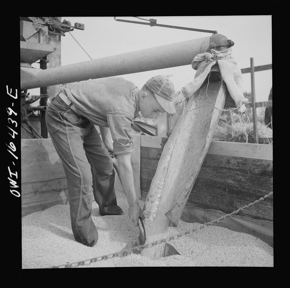 Jackson, Michigan. Wheat pouring out of the threshing machine. Sourced from the Library of Congress.