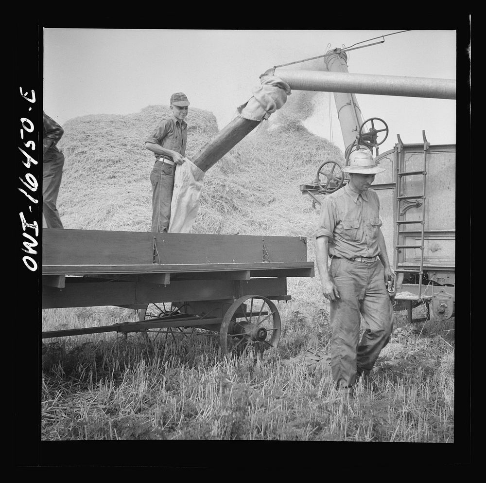 Jackson, Michigan. Bagging wheat. Sourced from the Library of Congress.