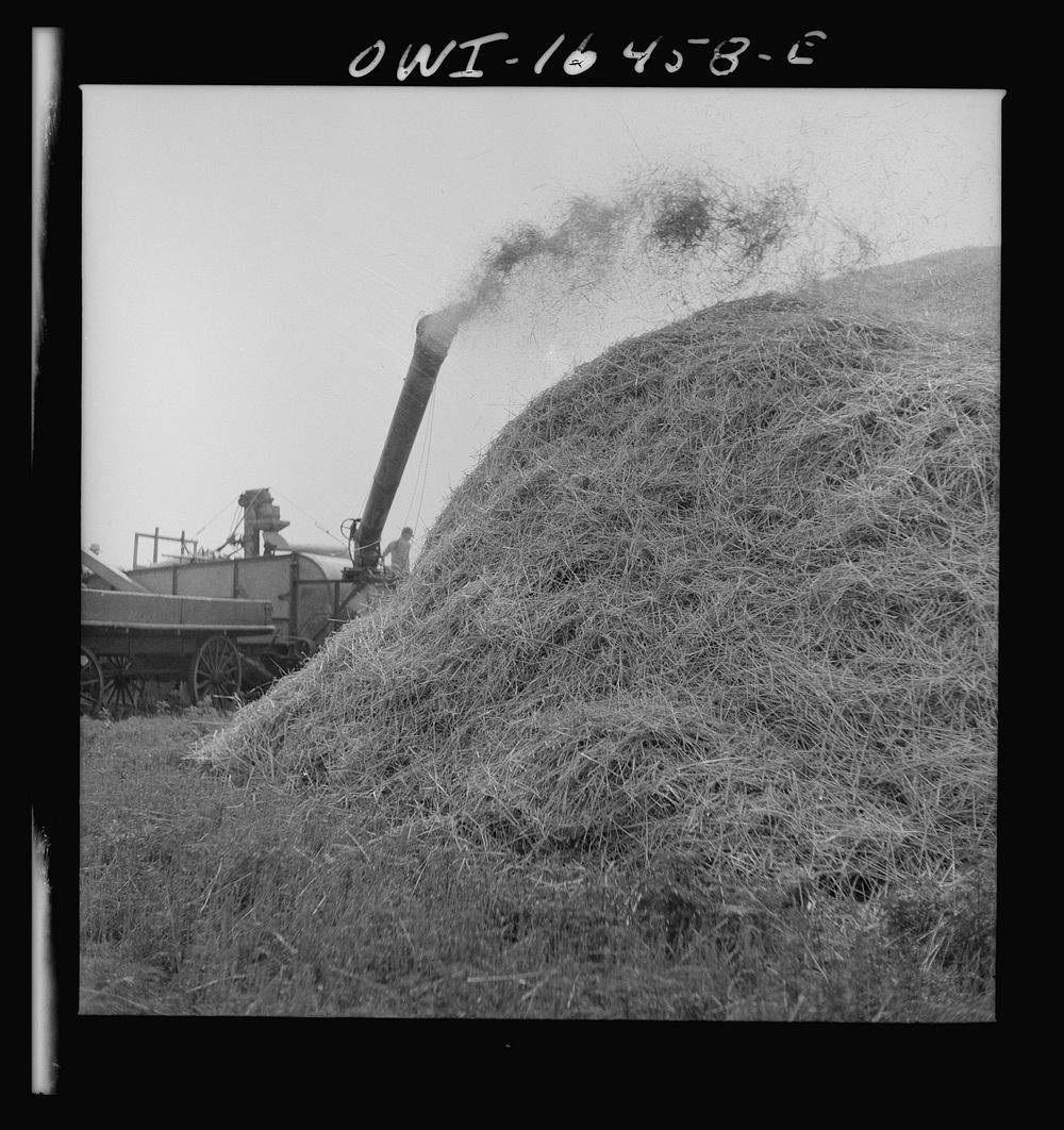 Jackson, Michigan. Threshing machine throwing chaff. Sourced from the Library of Congress.