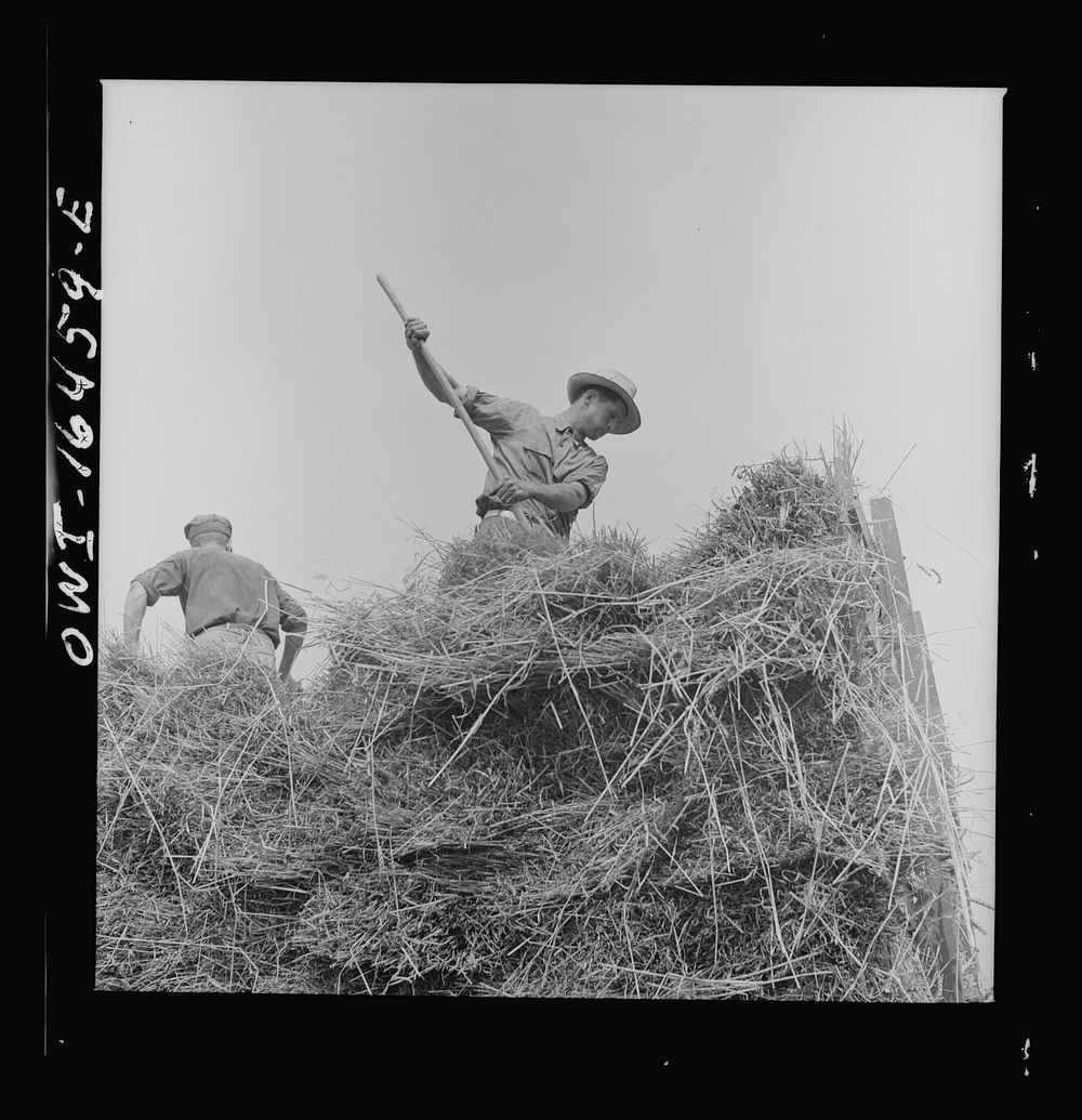 [Untitled photo, possibly related to: Jackson, Michigan. Pitching hay]. Sourced from the Library of Congress.