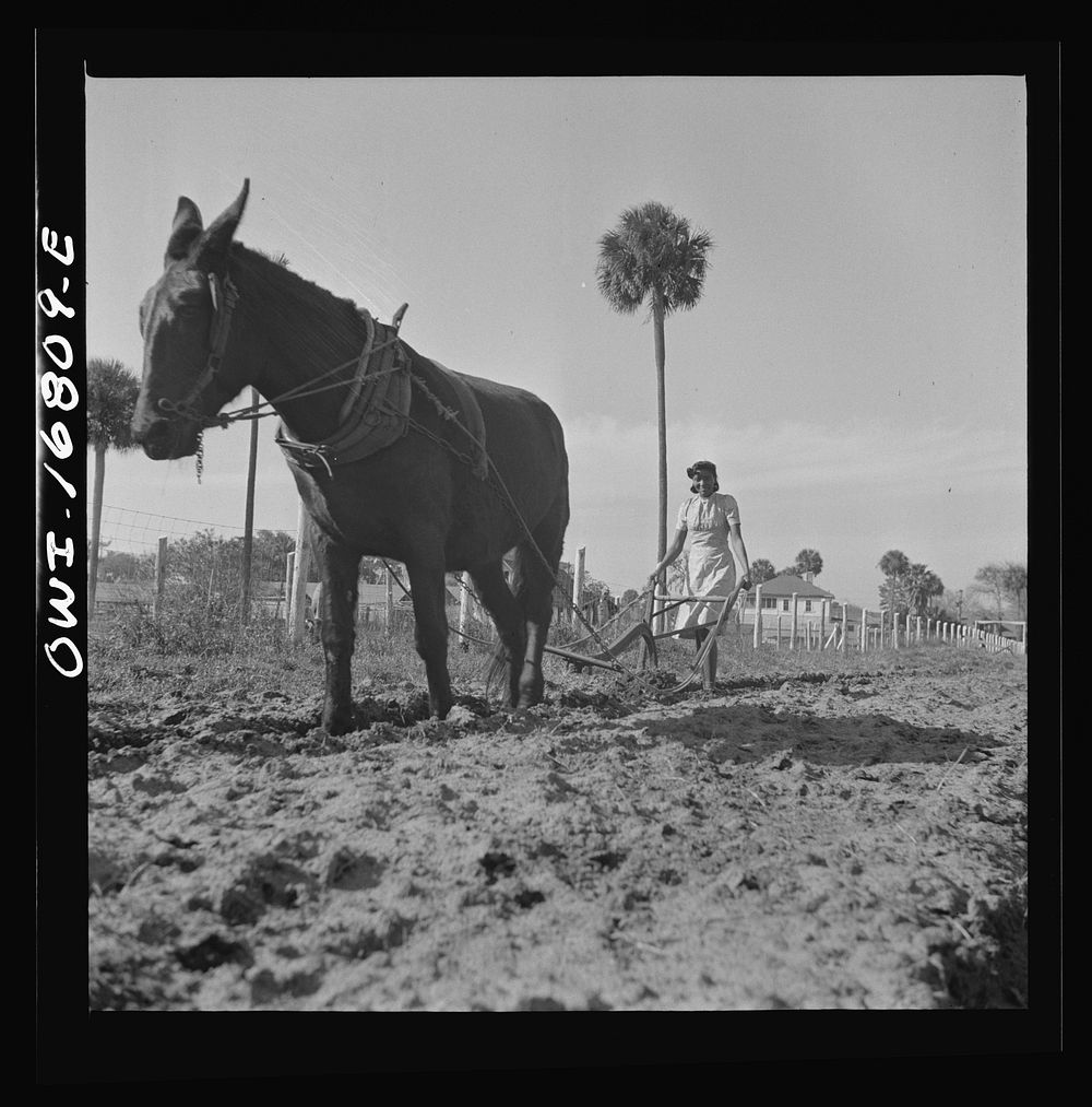 [Untitled photo, possibly related to: Daytona Beach, Florida. Bethune-Cookman College. Scene on the agricultural school…
