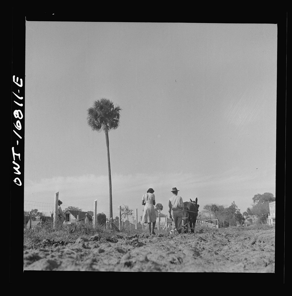 Daytona Beach, Florida. Bethune-Cookman College. Scene on the agricultural school farm. Sourced from the Library of Congress.