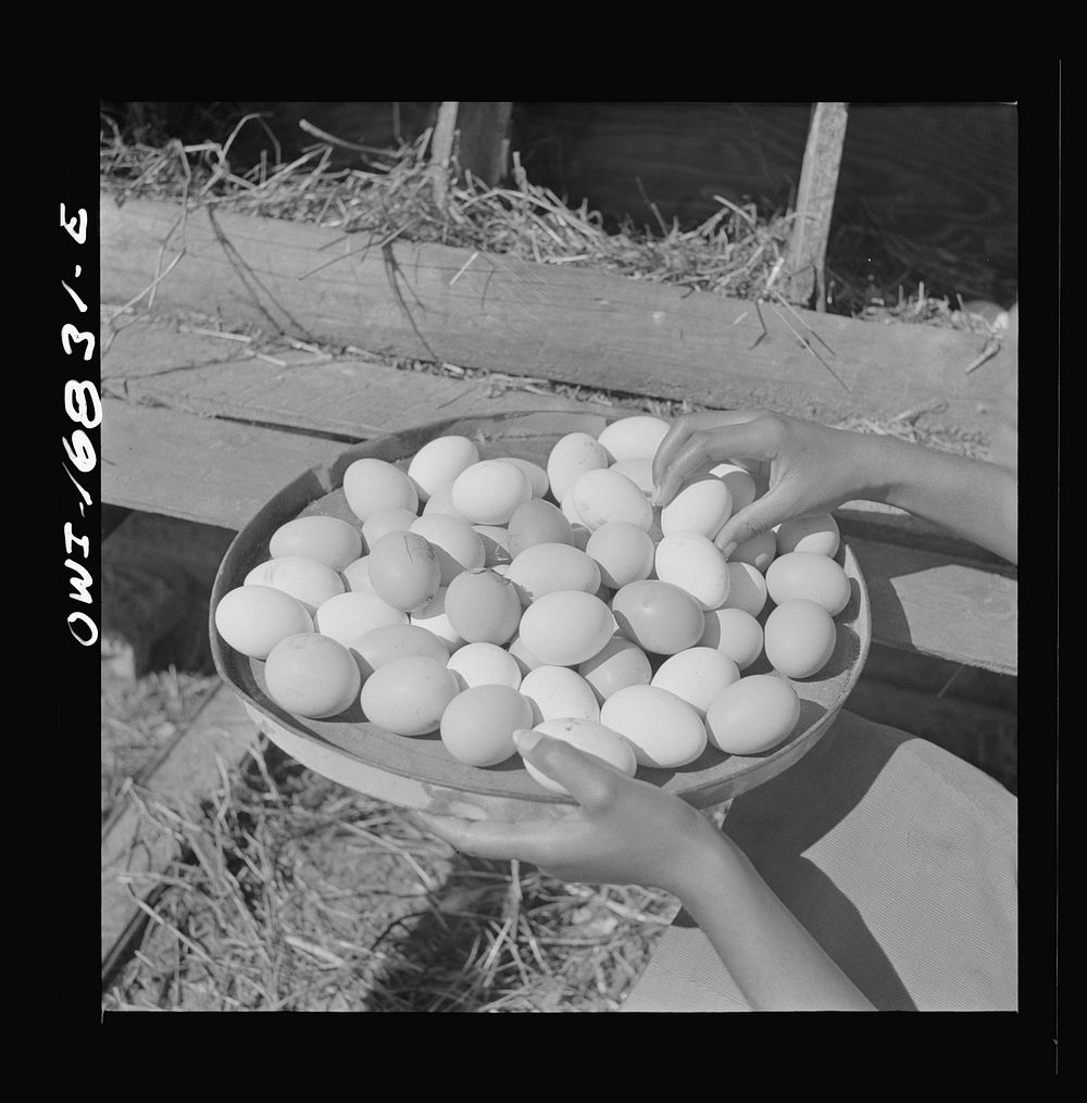 Daytona Beach, Florida. Bethune-Cookman College. Eggs gathered by a student on the agricultural school farm. Sourced from…