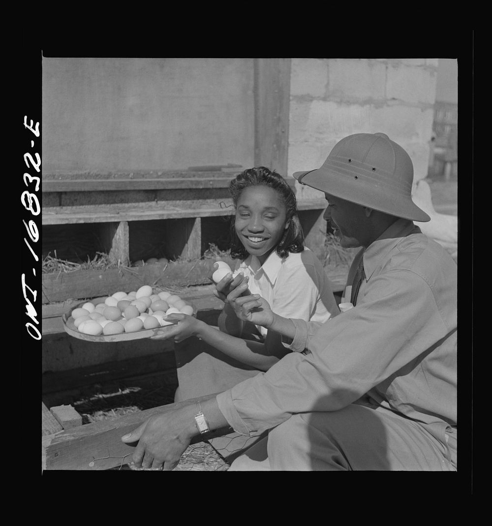 Daytona Beach, Florida. Bethune-Cookman College. Student learning poultry methods on agricultural school farm. Sourced from…