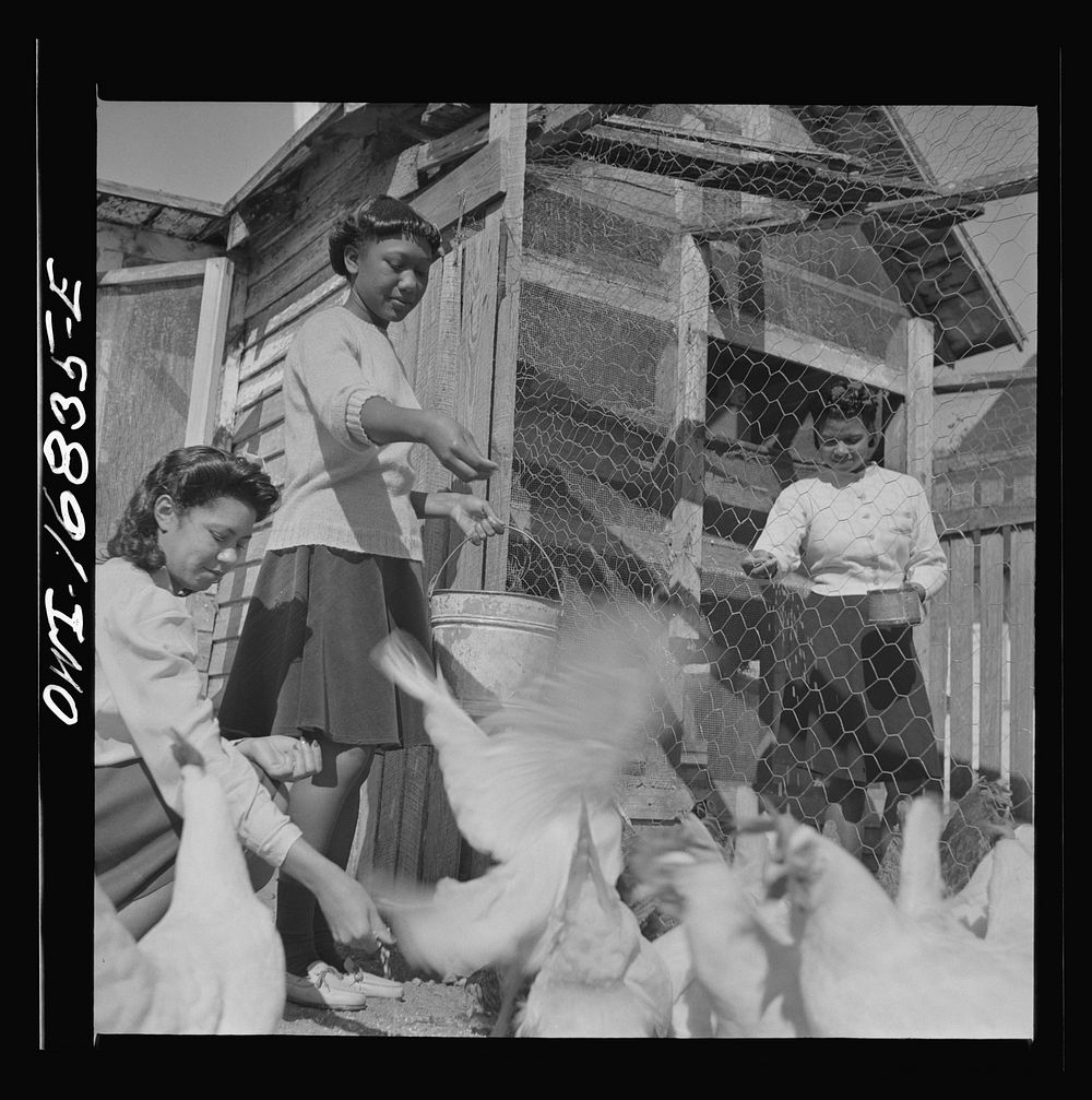 Daytona Beach, Florida. Bethune-Cookman College. Students on the agricultural school farm feeding chickens. Sourced from the…