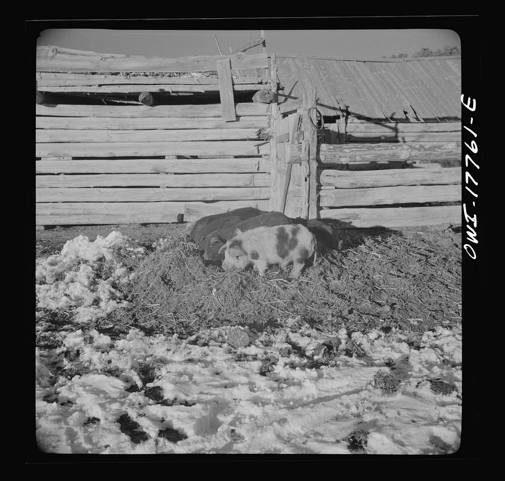 Trampas, Taos County, New Mexico. A Spanish-American village in the foothills of the Sangre de Cristo Mountains. Everyone…