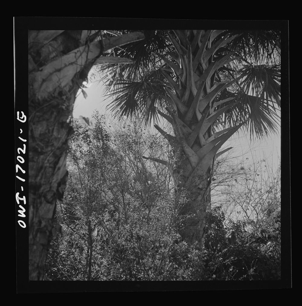 Daytona Beach, Florida. Palm trees and underbrush. Sourced from the Library of Congress.