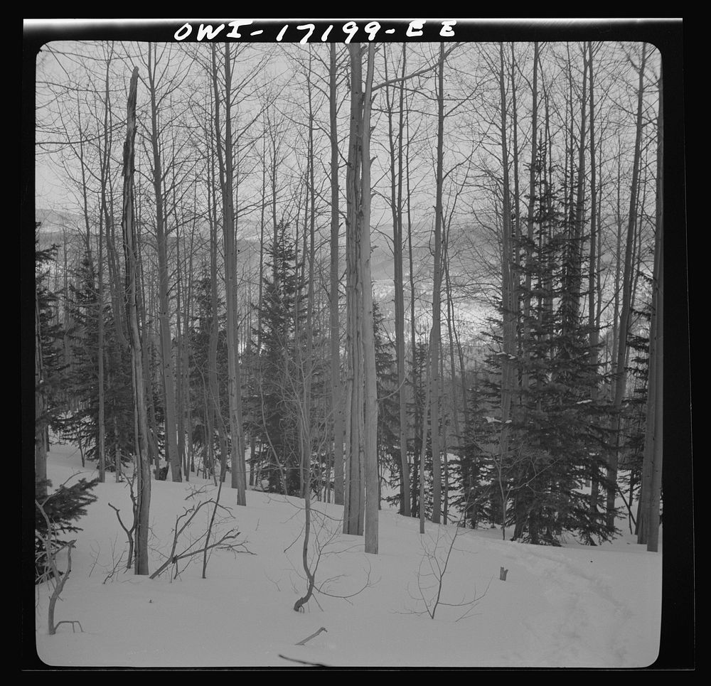 Winter in the Sangre de Cristo Mountains above Penasco, New Mexico. Sourced from the Library of Congress.
