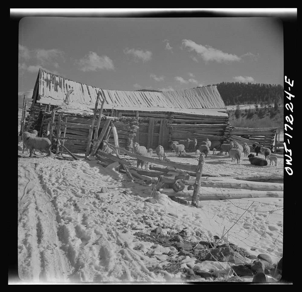 [Untitled photo, possibly related to: Penasco, New Mexico. A sheep ranch]. Sourced from the Library of Congress.