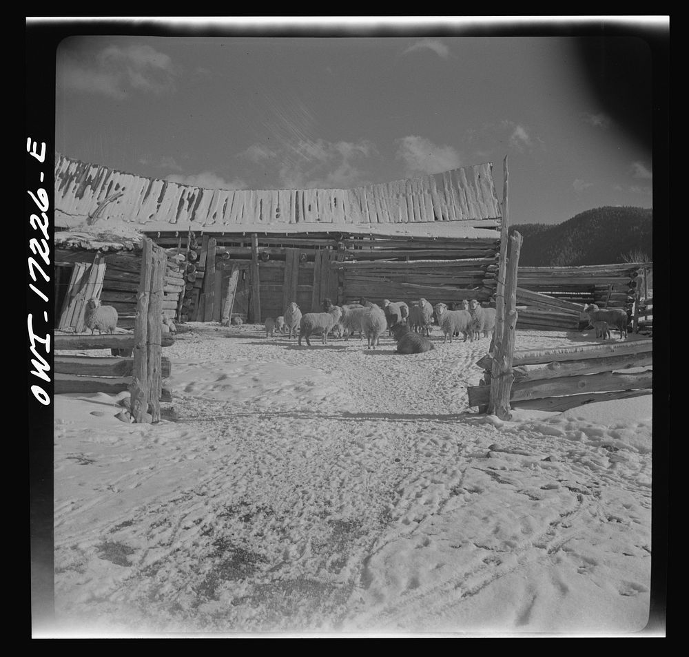 Penasco, New Mexico. A sheep ranch. Sourced from the Library of Congress.