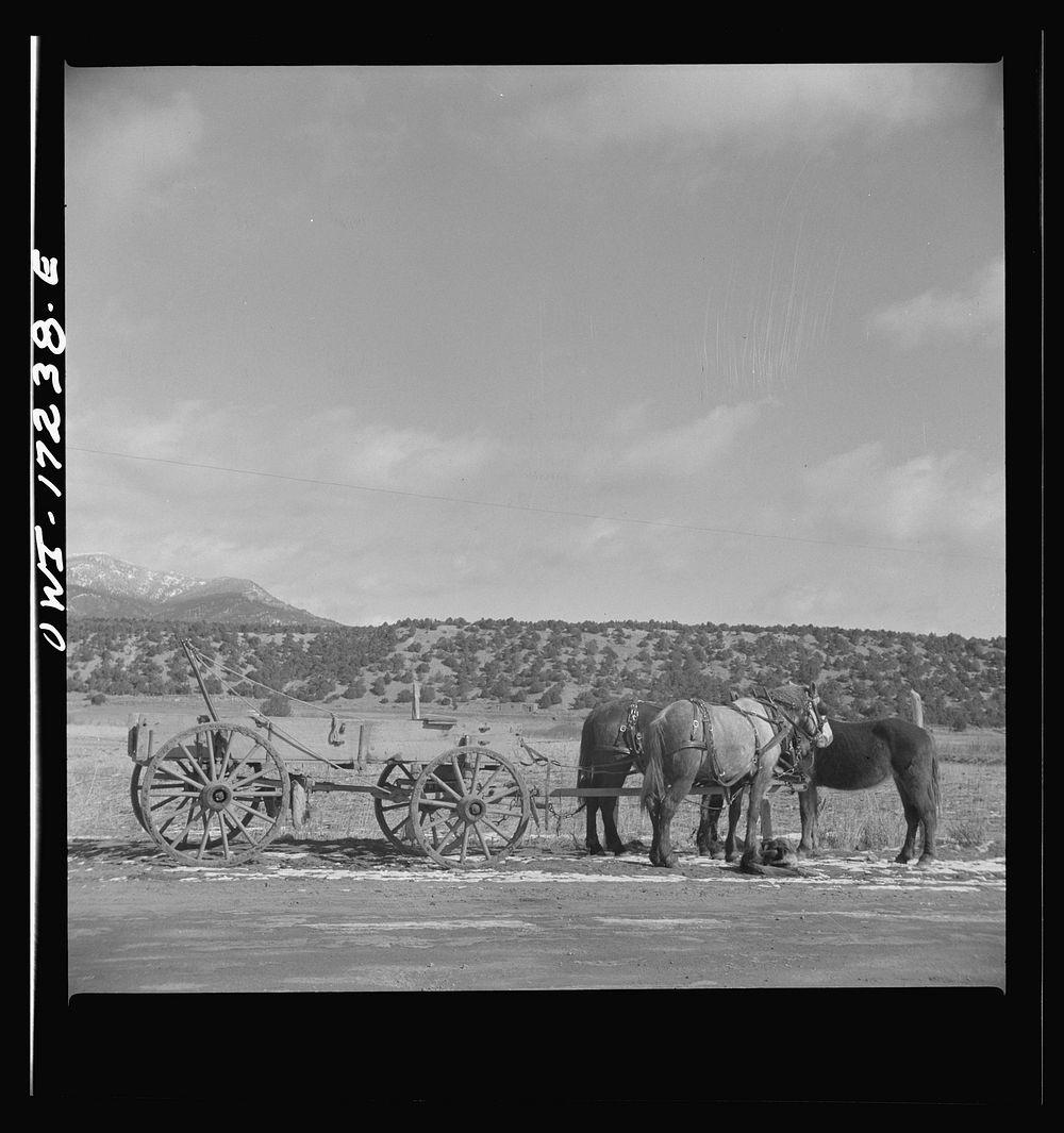 Penasco (vicinity), Taos County, New Mexico. Horses and a wagon. Sourced from the Library of Congress.