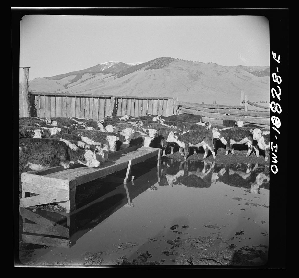 Moreno Valley, Colfax County, New Mexico. Cattle in a corral. Sourced from the Library of Congress.