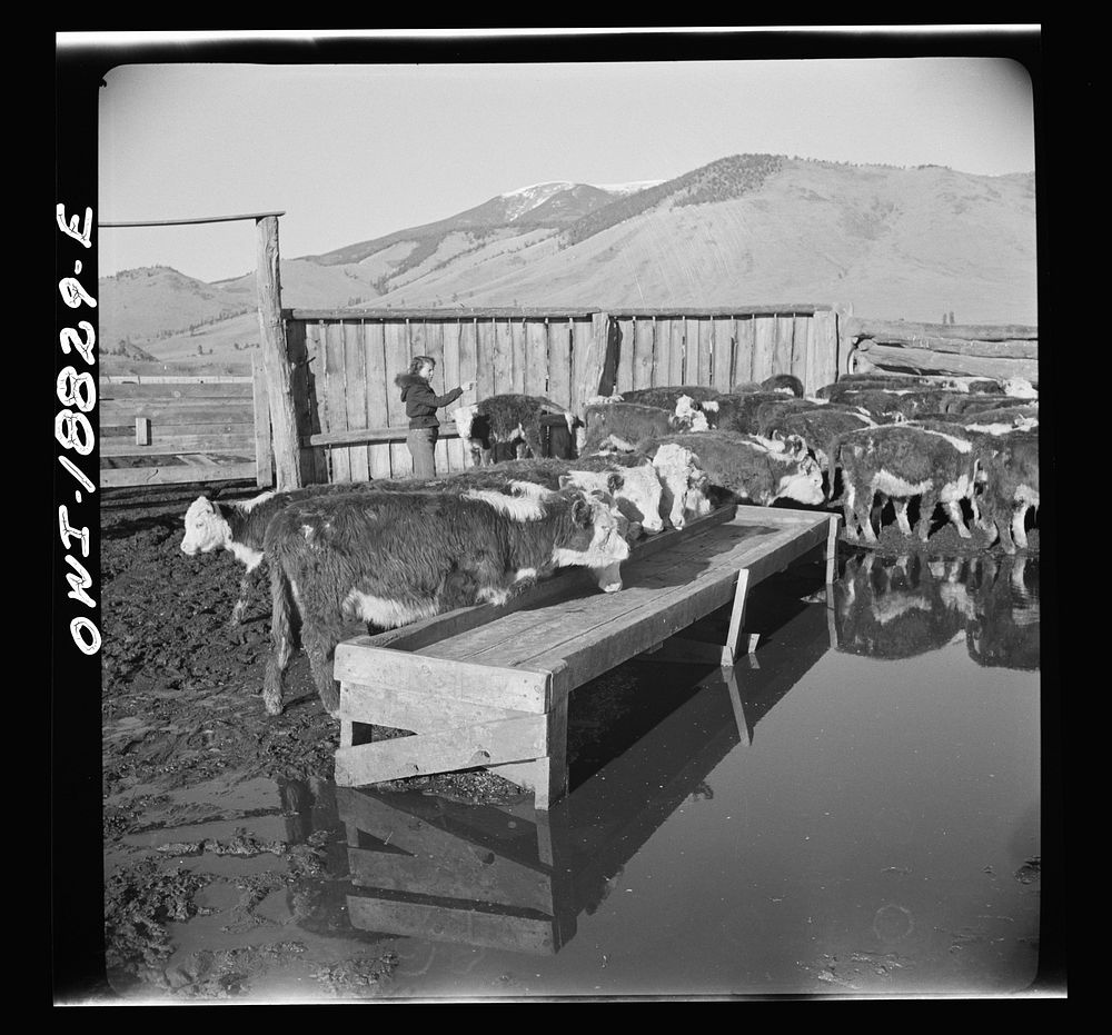 [Untitled photo, possibly related to: Moreno Valley, Colfax County, New Mexico. Cattle in a corral]. Sourced from the…
