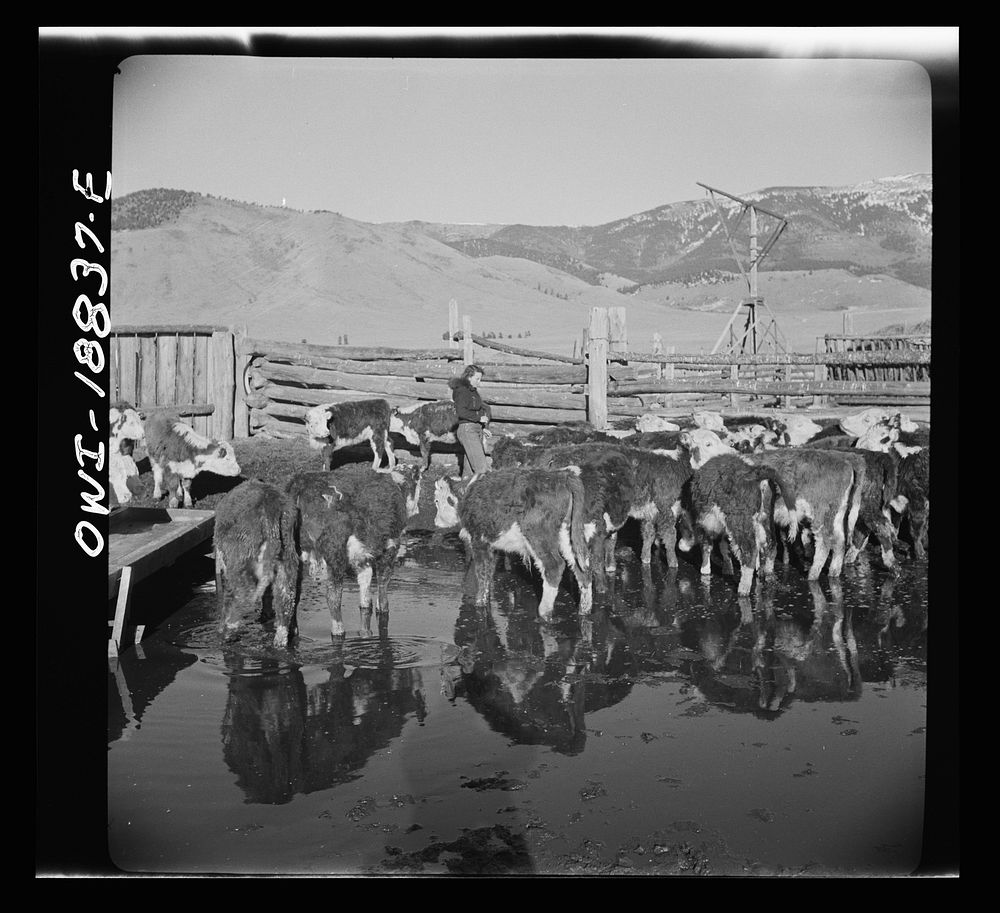 [Untitled photo, possibly related to: Moreno Valley, Colfax County, New Mexico. Cattle in a corral]. Sourced from the…