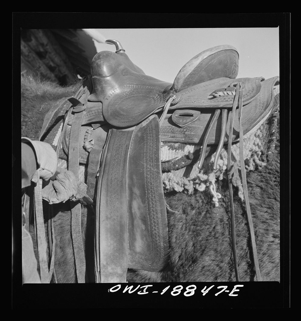 Moreno Valley, Colfax County, New Mexico. William Heck tightening the cinch on a Mexican saddle. Sourced from the Library of…