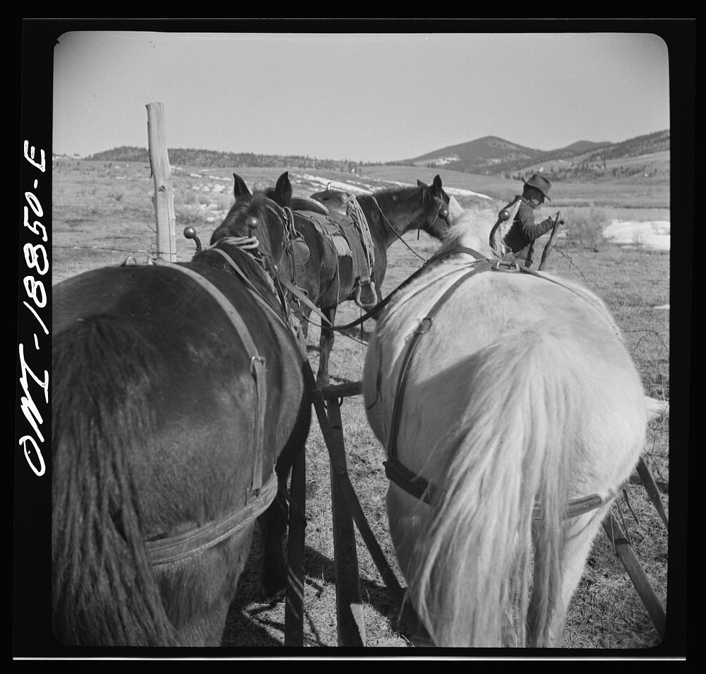 Moreno Valley, Colfax County, New Mexico. Opening a gate on William Heck's ranch. Sourced from the Library of Congress.