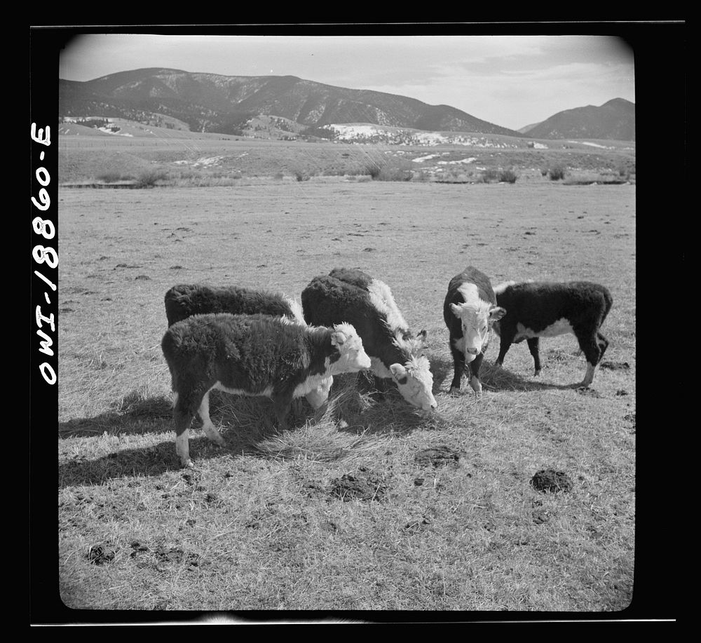 [Untitled photo, possibly related to: Moreno Valley, Colfax County, New Mexico. George Mutz's daughter holding cattle on the…