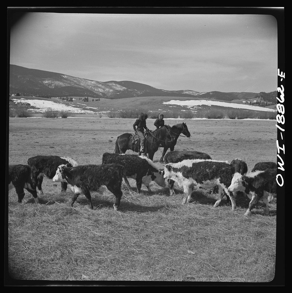 Moreno Valley, Colfax County, New Mexico. George Mutz's daughter holding cattle on the winter range for feeding. Sourced…