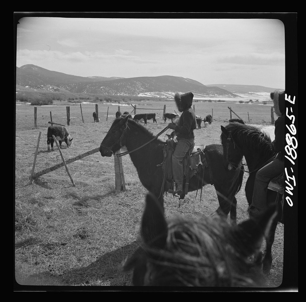 [Untitled photo, possibly related to: Moreno Valley, Colfax County, New Mexico. George Mutz's daughter holding cattle on the…