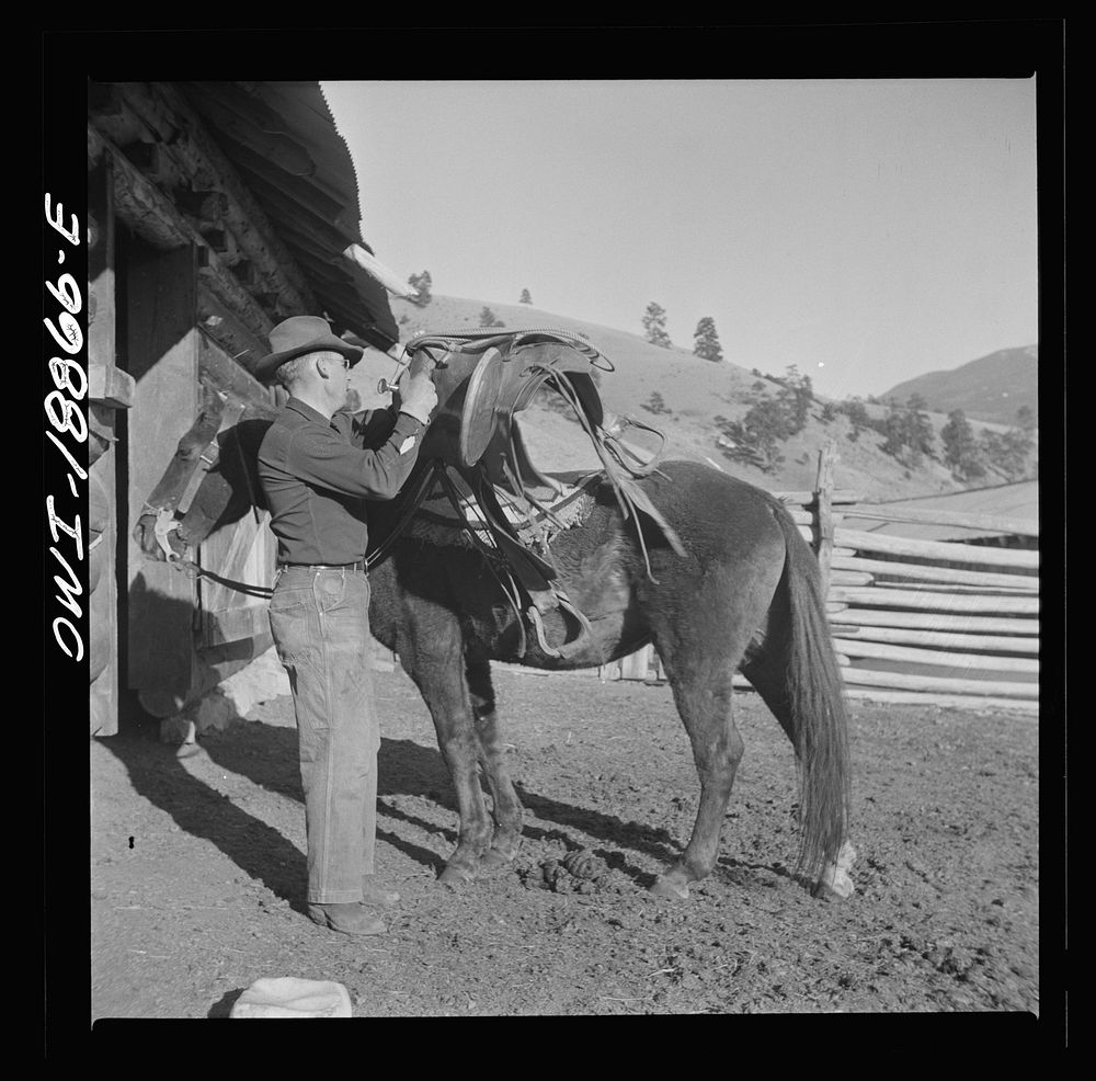 Moreno Valley, Colfax County, New Mexico. William Heck "saddling up" his horse. Sourced from the Library of Congress.